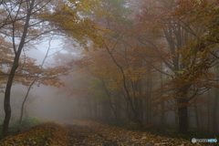 霧中の道