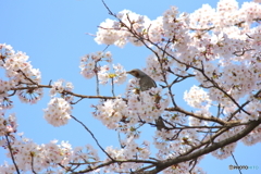 お味はいかが？