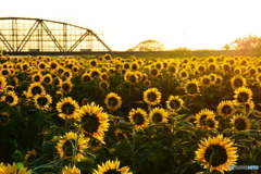 Good morning! sunflowers