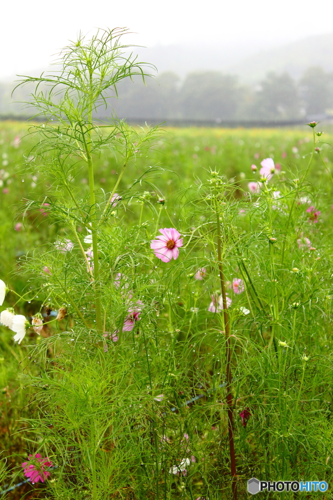 雨の秋桜