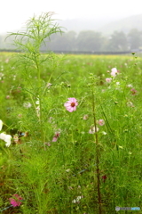 雨の秋桜