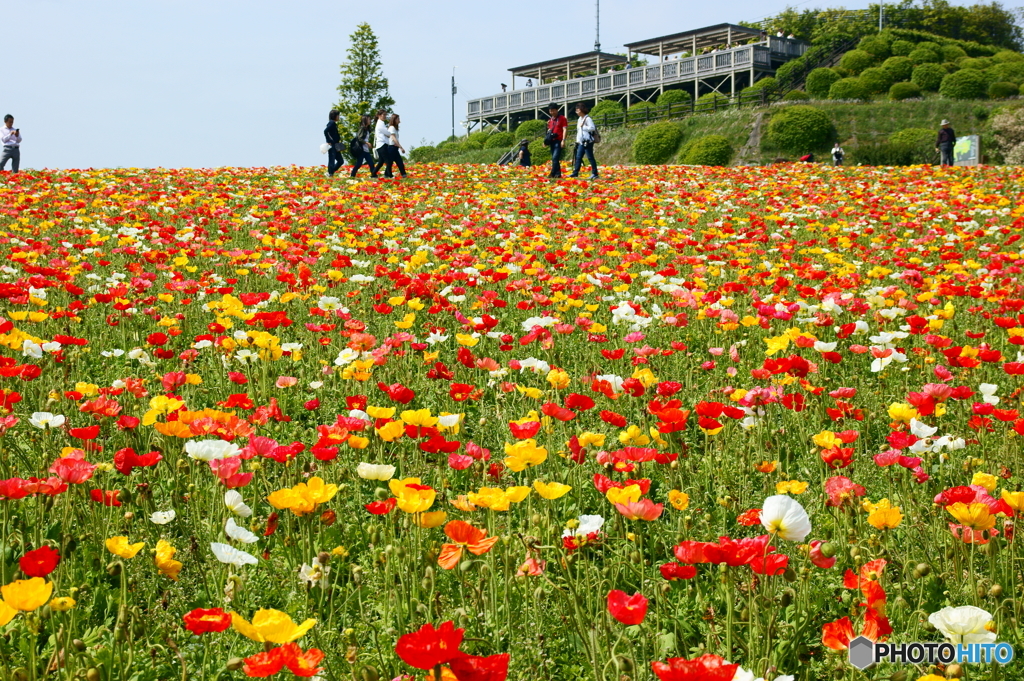 花の絨毯