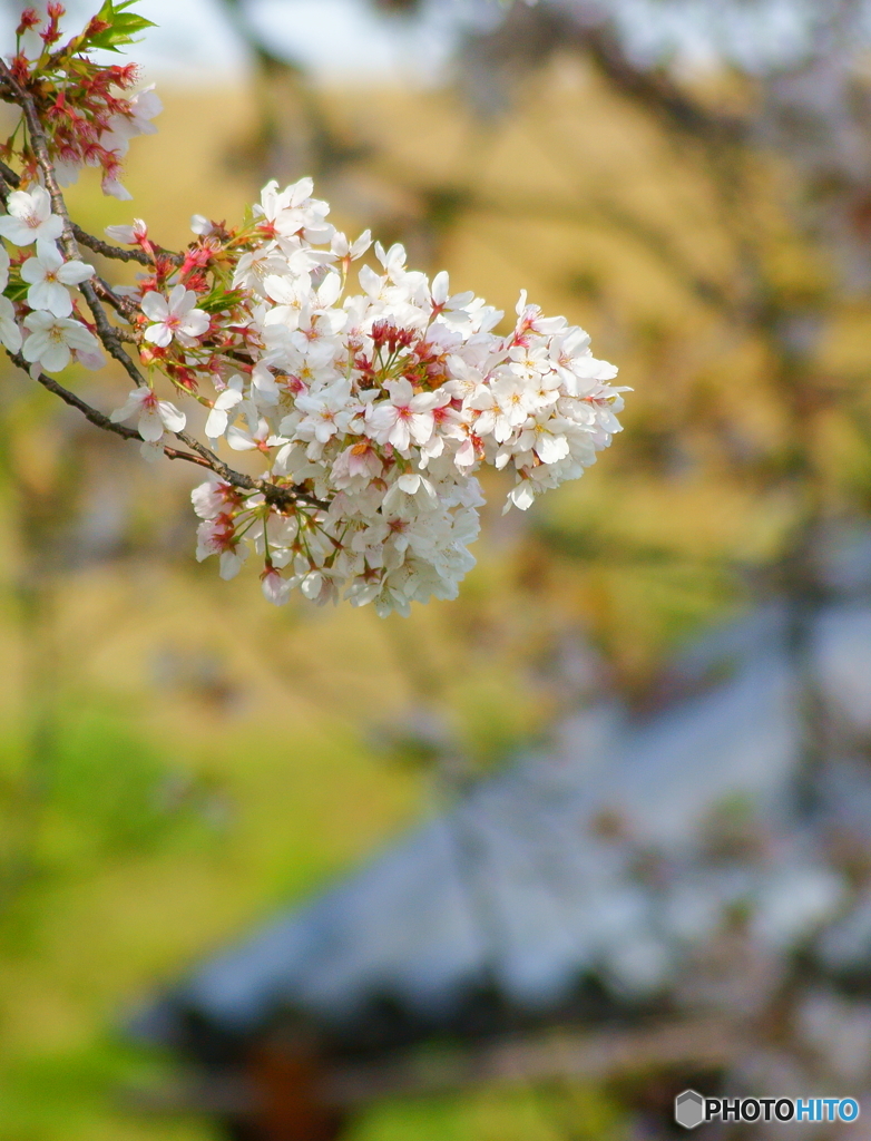 なごり桜