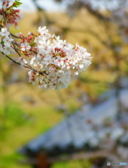 なごり桜