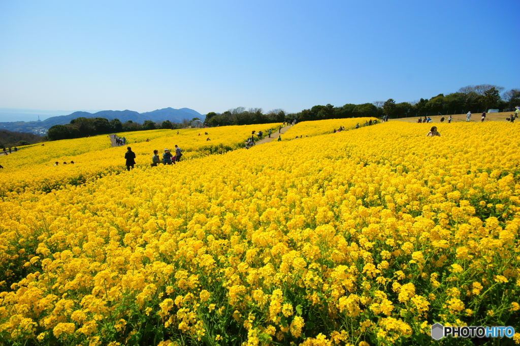 春休みの菜の花畑