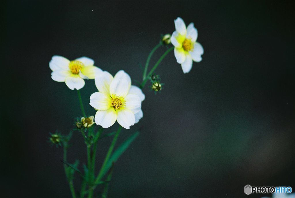 小花