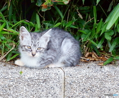 ひろてかえりたいわぁ