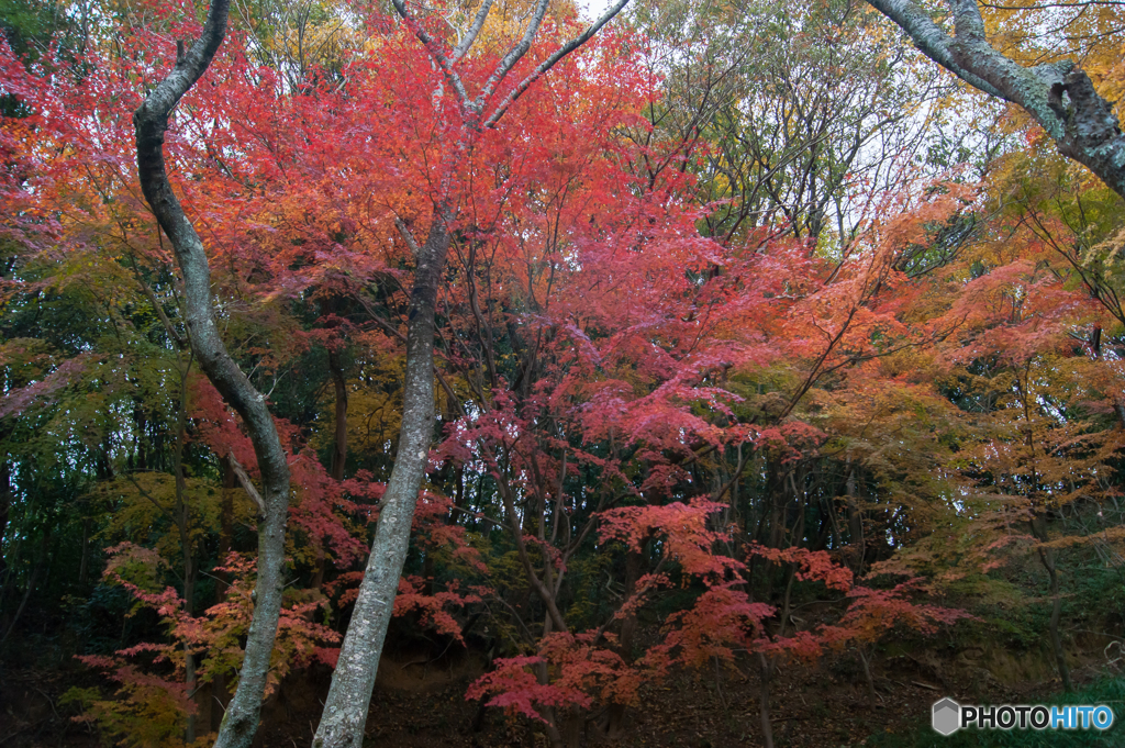 浅野公園 (1 - 1)