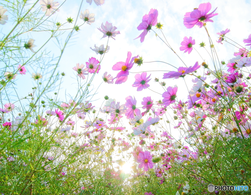 花の妖精