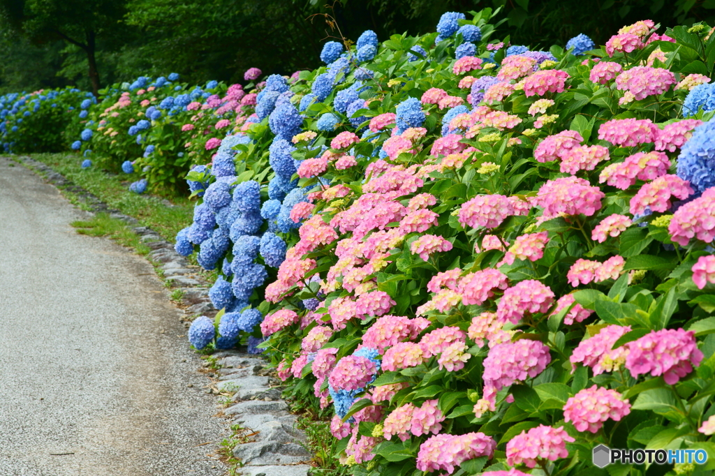 紫陽花路