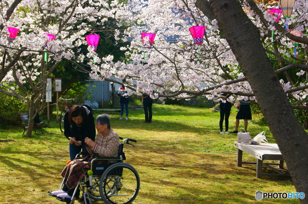 桜の木の下で