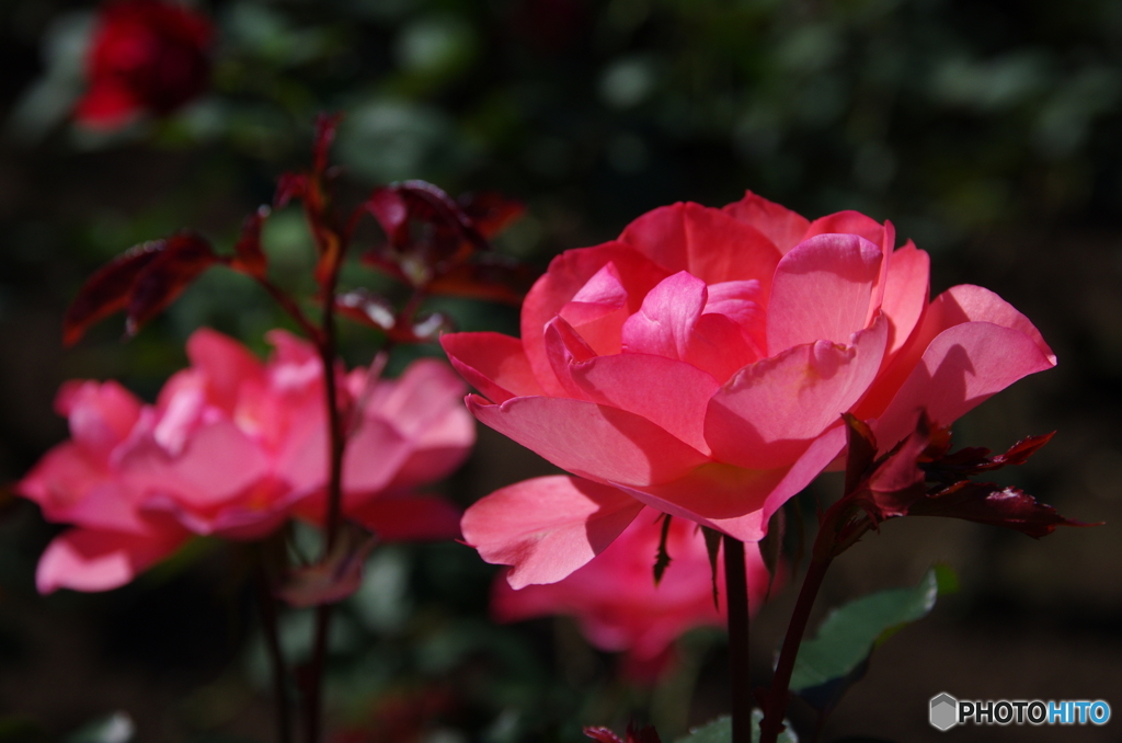 薔薇