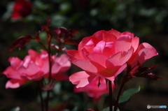 薔薇