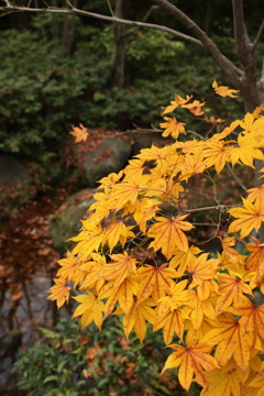 紅葉？？