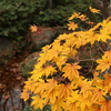 紅葉？？