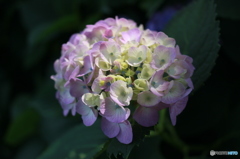紫陽花
