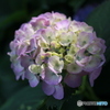 紫陽花
