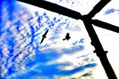 江ノ島上空にワシ？