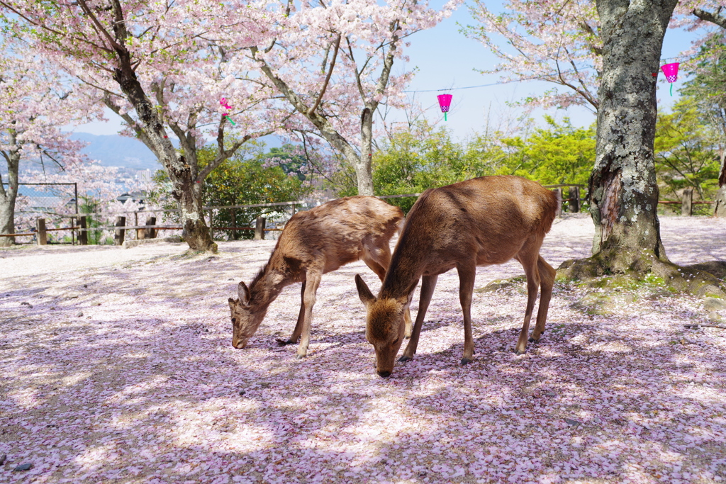 桜の絨毯と鹿