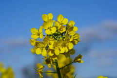 菜の花