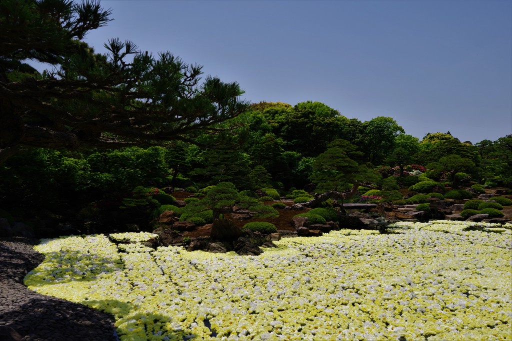 黄金の池