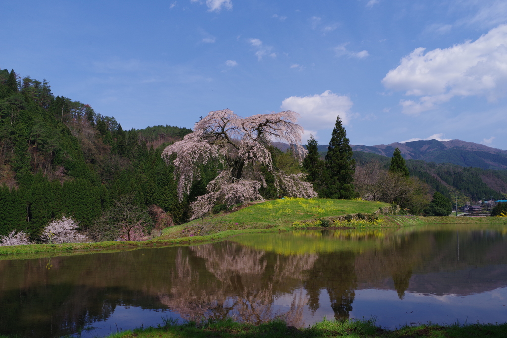 与一野のしだれ桜