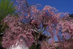 枝垂れ桜