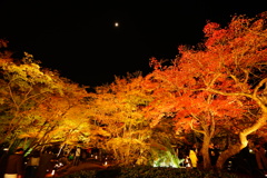 夜の紅葉