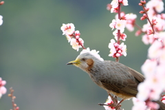 冠山　梅②