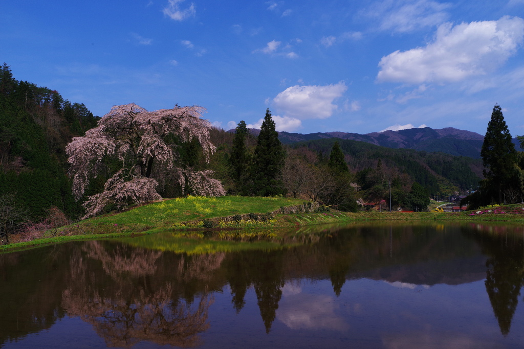 与一野のしだれ桜③