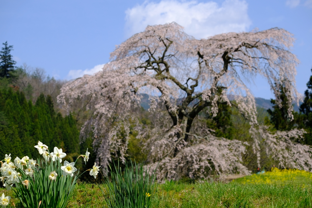 与一野の桜②