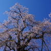 円正寺の桜