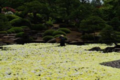 黄金の池②