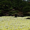 黄金の池②