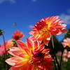 花の皇帝