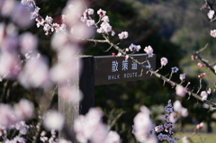 河原城 梅②