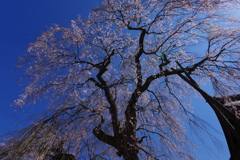 円正寺　桜