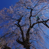 円正寺　桜