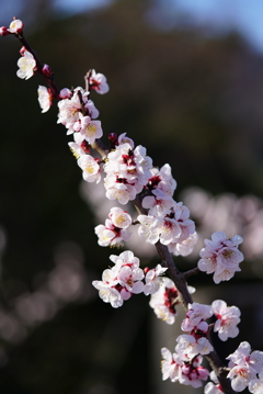 河原城 梅③