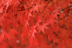 紅