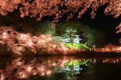 上越　高田公園　夜桜2