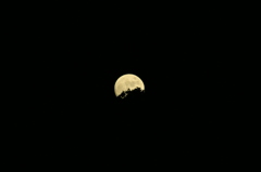 清水Moon
