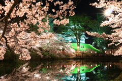 上越　高田公園　夜桜1