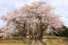 神社桜1