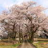 神社桜1