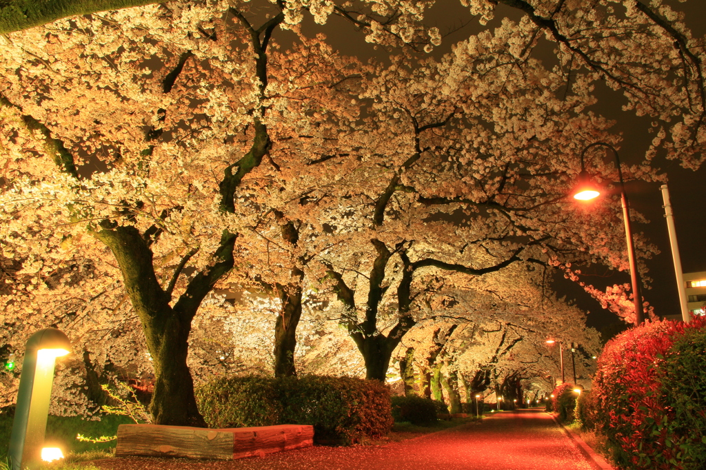 松川べり　夜桜