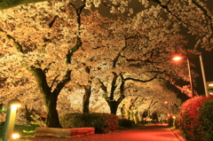 松川べり　夜桜