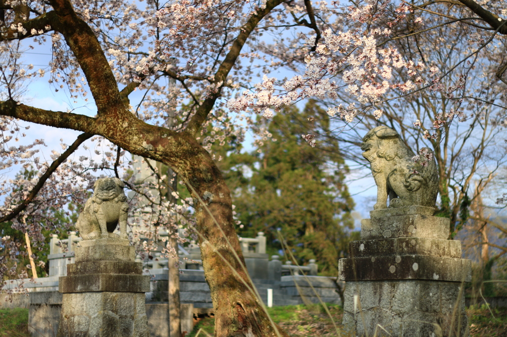 神社桜2