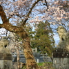 神社桜2