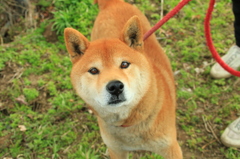 なんもやらんぞ！